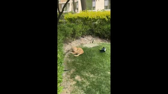 Magpie playfully teases cat resting on grass in Ningxia, China