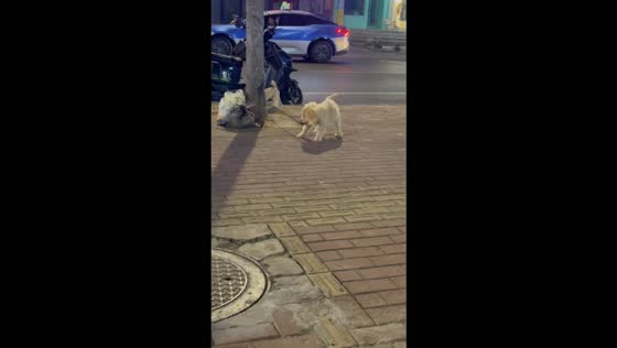 Puppy takes charge by holding its companion’s leash during a walk in Henan, China