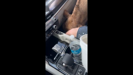 Camel's surprise snack attack: unforgettable encounter in Salley, South Carolina