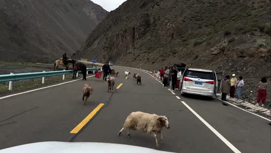 Sheep narrowly avoids car on Duku Highway in Xinjiang, China