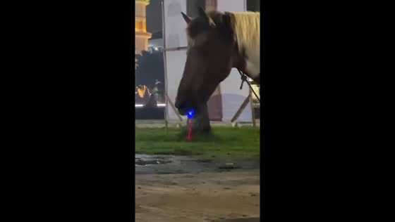 Horse devours lighted propeller toy in Medan mishap