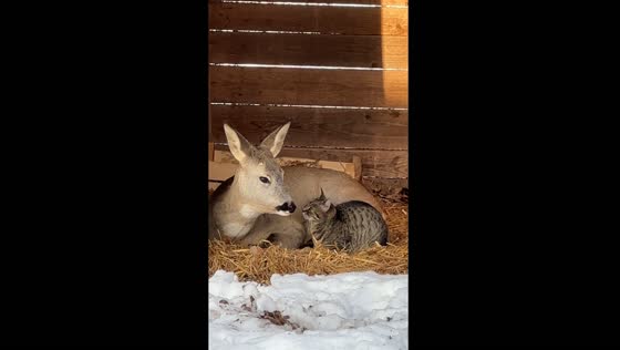 Deer and cat unwind in harmony at Galician National Natural Park