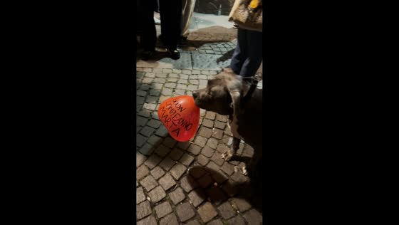 Dog carries birthday balloon for celebration in Turin, Italy