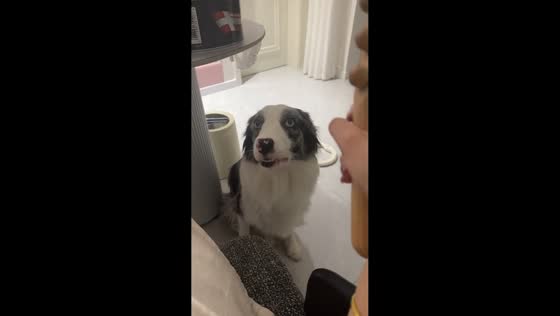Dog startled as owner lifts stick in China