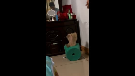 Dog loses balance and falls from stool in Henan, China
