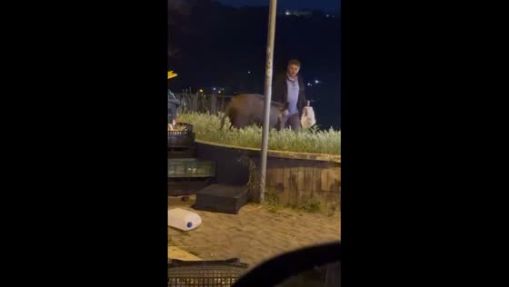 Unexpected encounter: wild boar startles passerby in Castel Gandolfo