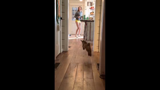  Baby goat plays and chases girl in Chattahoochee Hills, Georgia, USA