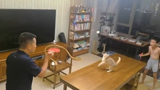 Cat chases tennis ball across table during game in Fujian, China