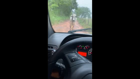 Driver’s battle with stubborn cow blocking driveway in Crixás, Goiás, Brazil