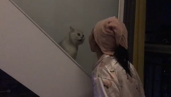 Cat hilariously exchanges sounds with a woman on a staircase in Sichuan, China