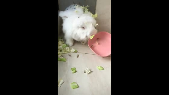 Rabbit throws food plate in playful tantrum in Zhejiang, China