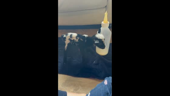 Family cares for newborn baby goat in Vancouver, Canada