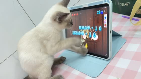 Siamese kitten plays Fruit Ninja by scratching tablet screen in Heilongjiang, China