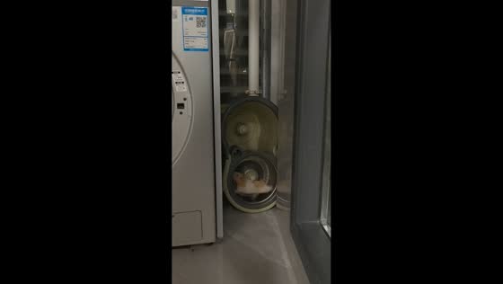 Hamster running and spinning inside mop bucket in Jiangxi, China