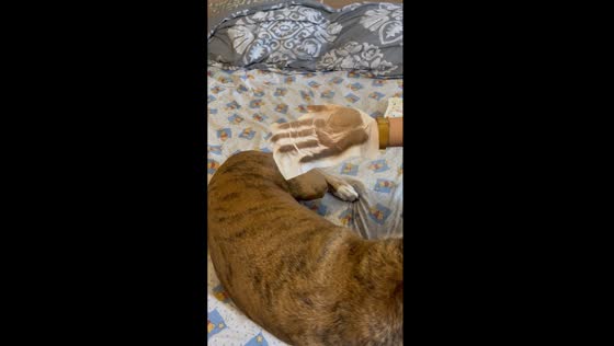 Doggy wipe reveals surprisingly dirty fur in Mexico