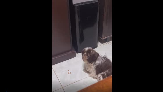 Amusing misunderstanding: clever Shih Tzu eagerly eats treats after playful vet pretense