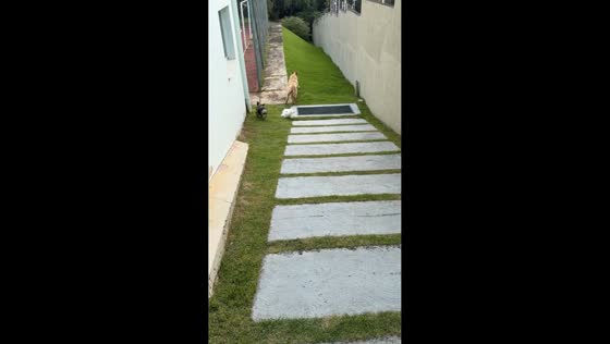 Playful dog collision during outdoor walk in Jundiaí, Brazil