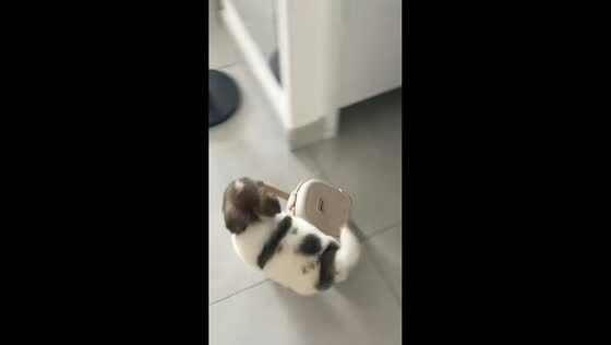 Puppy pulls tiny suitcase to its bed in Liaoning, China