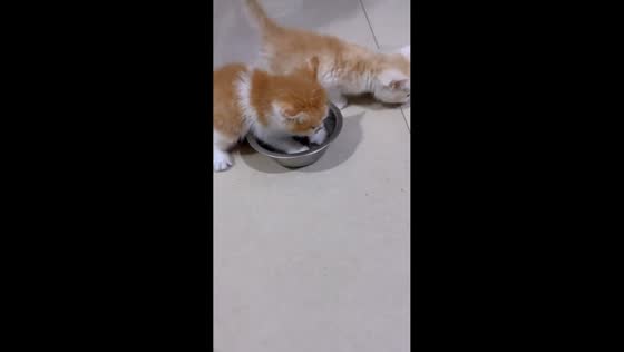 Kitten guards its food bowl fiercely in Hebei, China