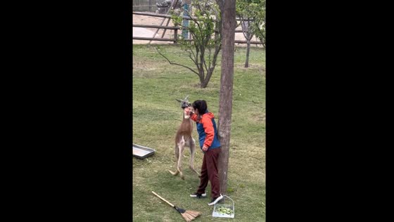 Kangaroo challenges keeper in Hubei Zoo 