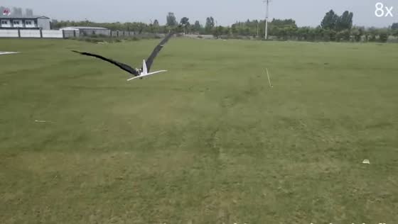 RoboFalcon showcases advanced flapping-wing flight inspired by bats in Hong Kong, China