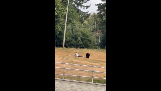 Bear surprises visitors at Burnaby Mountain Park in Vancouver, Canada