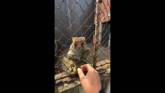 Monkey's frustration captured in cucumber exchange video