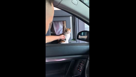 Adorable cashier's assistant: the beloved parking lot cat of Odessa, Ukraine