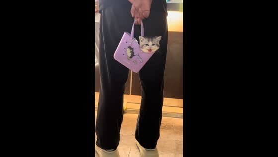 Kitten peeks out from handbag and meows in Shanghai, China