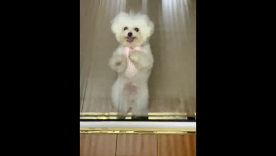 Bichon shows off adorable dance moves in Zhejiang, China