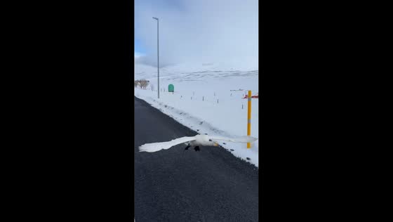 Whooper swan runs and takes off beside car in Fljótin, Iceland