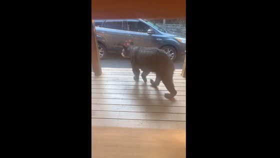 Bear approaches cabin in Sevierville, Tennessee
