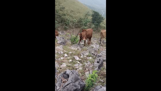 Cow caught munching on a sickle handle in Guizhou, China