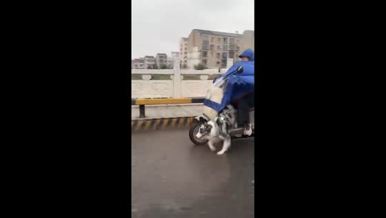 Border Collie rides motorcycle while running on front legs in Hubei, China