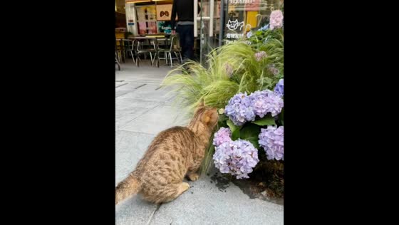 Cat stands on hind legs as butterfly lands on its face in Beijing, China