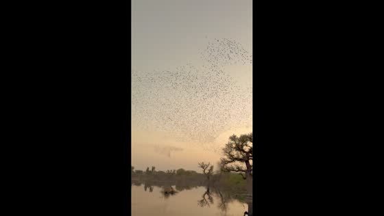 Flock of birds shows incredible flying formation in Rajasthan, India