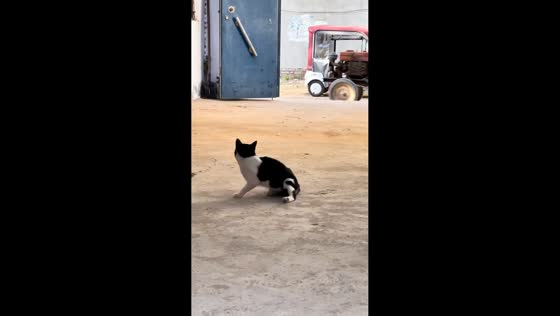 Cat startled by loud tractor noise and walks off in Henan, China