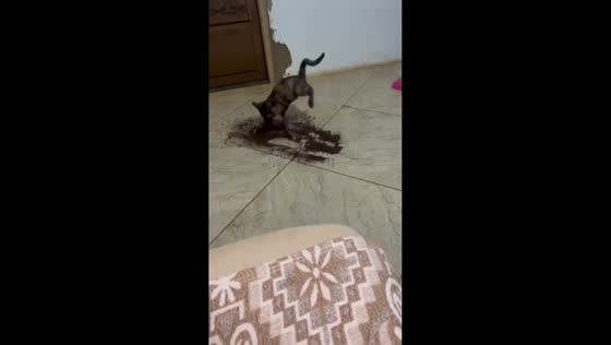 Cat plays with swept soil while owner cleans in Mato Grosso do Sul, Brazil