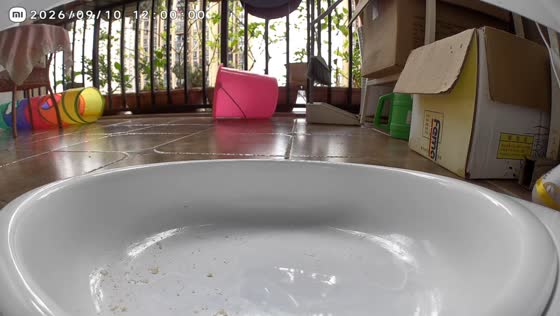 Cat hilariously runs around house with bag stuck on its body in Chongqing, China