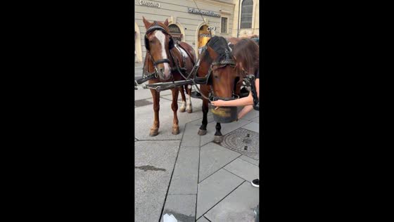 Woman gives water to thirsty horse at tourist spot in Vienna, Austria