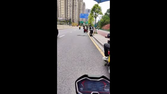 Motorists pause as snake safely crosses road in Guangdong, China