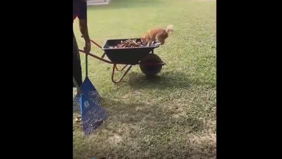 Feline fun: mischievous cat finds joy in dry leaves