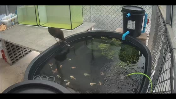 Bird eats expensive Molly fish in Lampang, Thailand