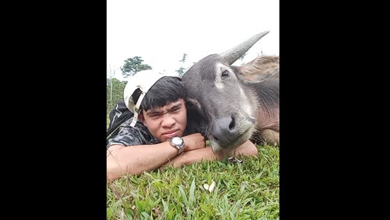 Cow relaxing with person on grass in Sibolga, Indonesia
