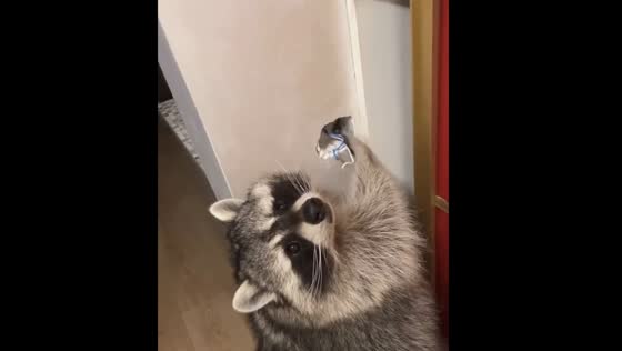 Raccoon causes chaos during live broadcast after making a hole in the wall and taking out wires!