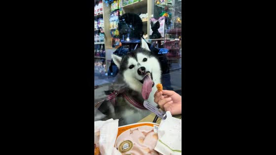 Husky eagerly licks glass for treat in Liaoning, China