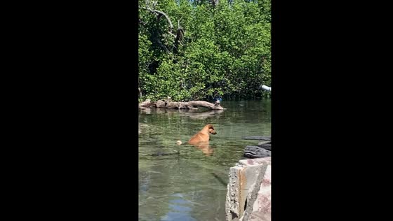 Contemplative canine: serenity in the water