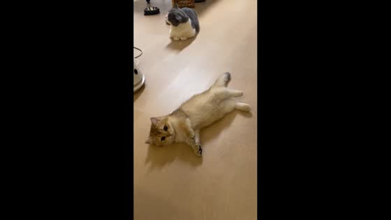 Kitten pretends to “fall” in Guangdong, China