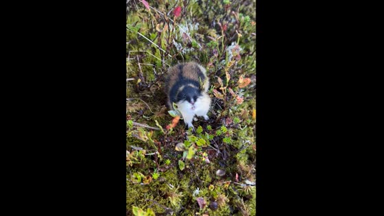 Lemming makes noises while following hiker in Norway