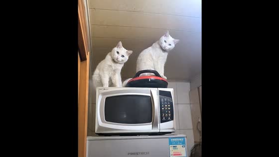Two cats stare from microwave in video